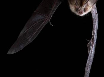 Découverte des chauves-souris