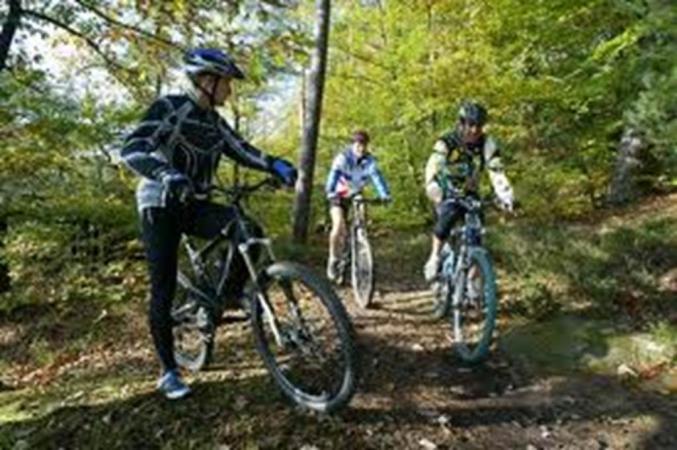 vélo dans les bois