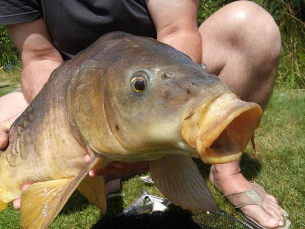 poisson poisson