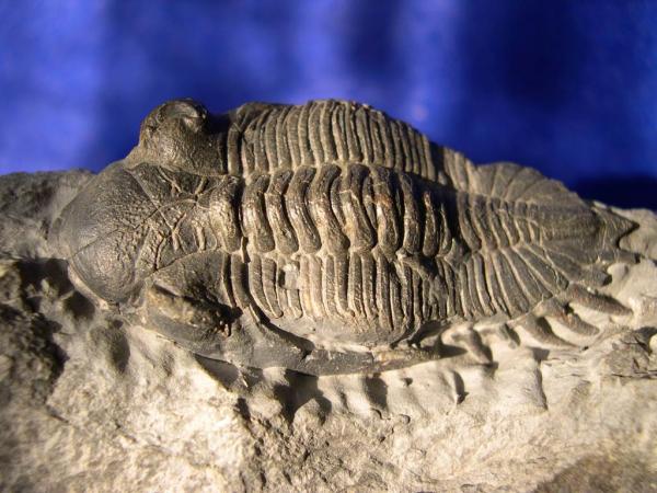 Trilobite Asteropyge sp Trilobite Asteropyge sp