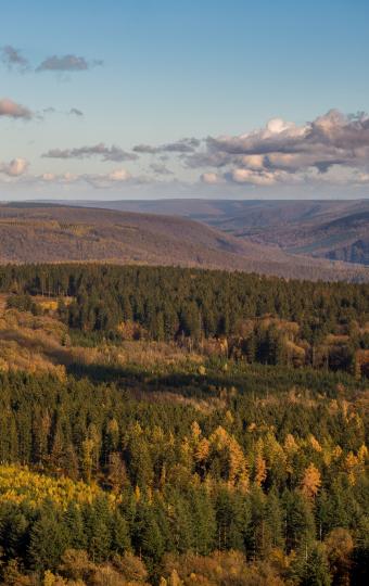 Vue de la forêt